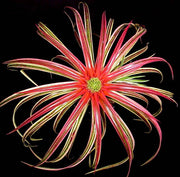 xSincoregelia 'Galactic Warrior' - Tropiflora