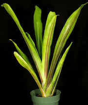Aechmea 'Rajah' roseo-lineata - Tropiflora
