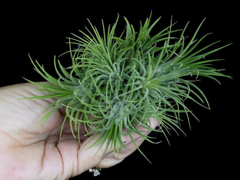 Tillandsia ionantha 'Guatemalan Select' – Tropiflora