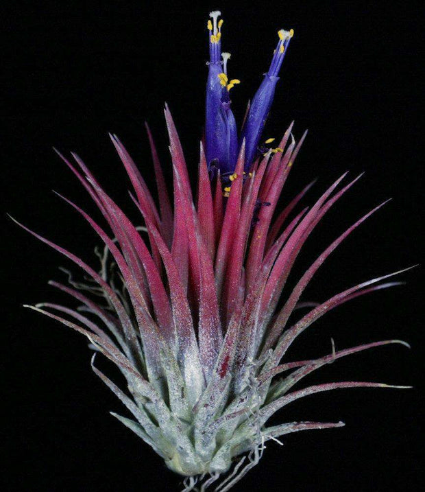Tillandsia ionantha 'Guatemalan Select' - Tropiflora