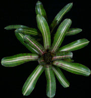 Neoregelia 'Mambo' - Tropiflora