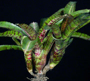 Neoregelia 'Mambo' - Tropiflora