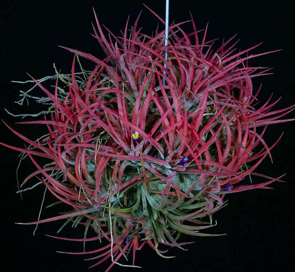 Tillandsia ionantha 'Mexican Select' – Tropiflora