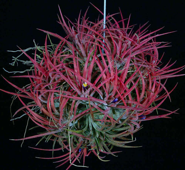 Tillandsia ionantha 'Mexican Select' - Tropiflora
