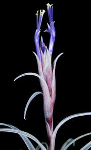 Tillandsia capitata 'Domingensis' - Tropiflora