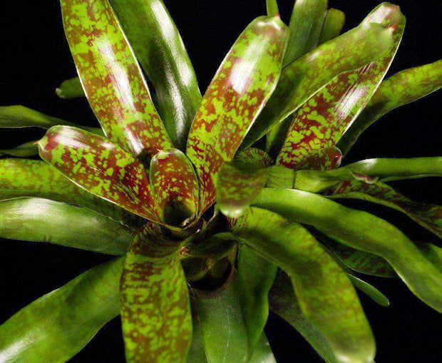 Neoregelia 'Inca' x 'Fireball' - Tropiflora