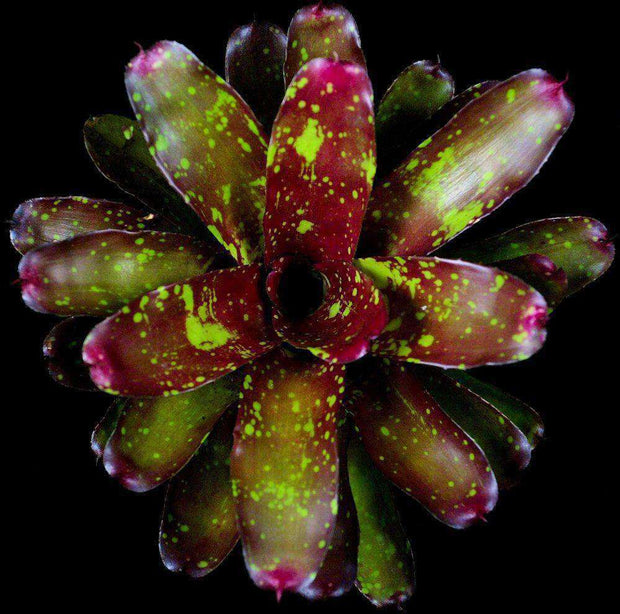 Neoregelia 'Fireball' x chlorosticta - Tropiflora