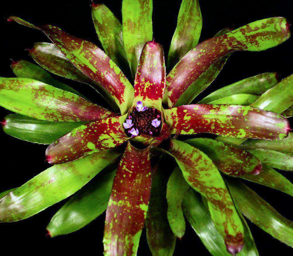 Neoregeliaセット　① Neoregelia – 305 Greenery, Inc.