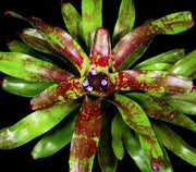 Neoregelia 'Fireball' x chlorosticta - Tropiflora