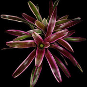 Neoregelia 'Igniter' - Tropiflora