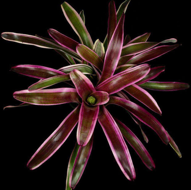 Neoregelia 'Igniter' - Tropiflora
