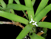 Neoregelia martinellii (Green)