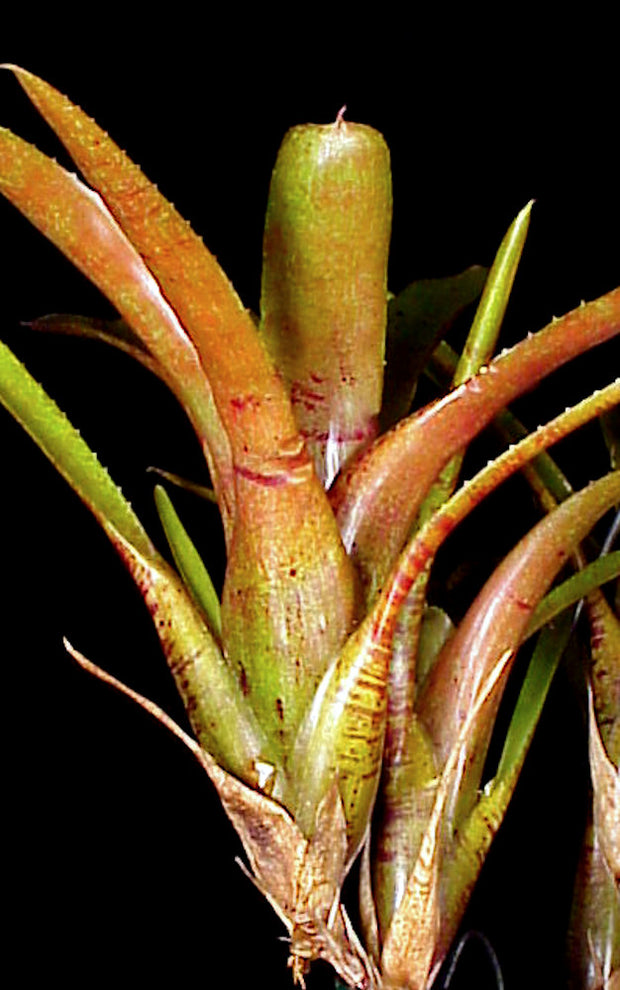 Neoregelia pauciflora x wilsoniana