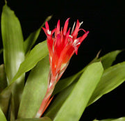 Quesnelia imbricata - Tropiflora