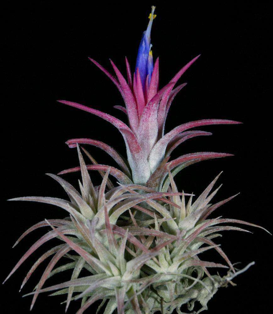 Tillandsia ionantha v. vanhyningii – Tropiflora