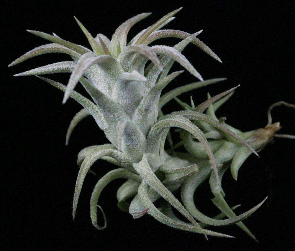 Tillandsia ionantha v. vanhyningii – Tropiflora