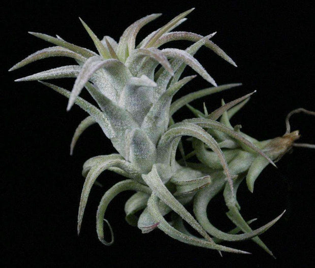 Tillandsia ionantha v. van-hyningii - Tropiflora