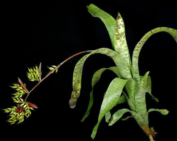 Aechmea fosteriana - Tropiflora