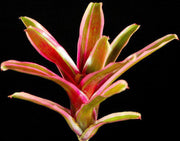 Neoregelia 'Donger' (P) - Tropiflora