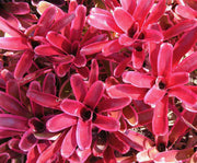 Neoregelia 'Donger' (P) - Tropiflora