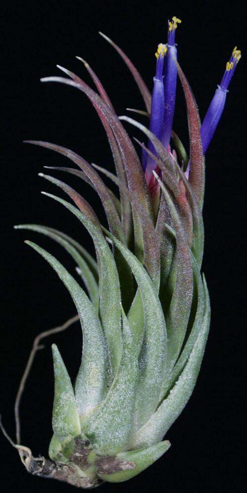 Tillandsia 'Peewee' - Tropiflora
