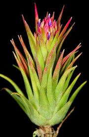 Tillandsia 'Peewee' - Tropiflora