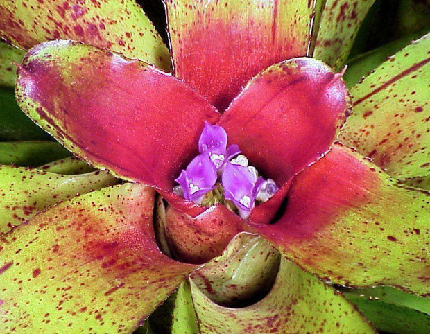 Neoregelia 'Angel Face' - Tropiflora