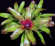 Neoregelia 'Angel Face' - Tropiflora