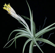 Tillandsia ixioides - Tropiflora