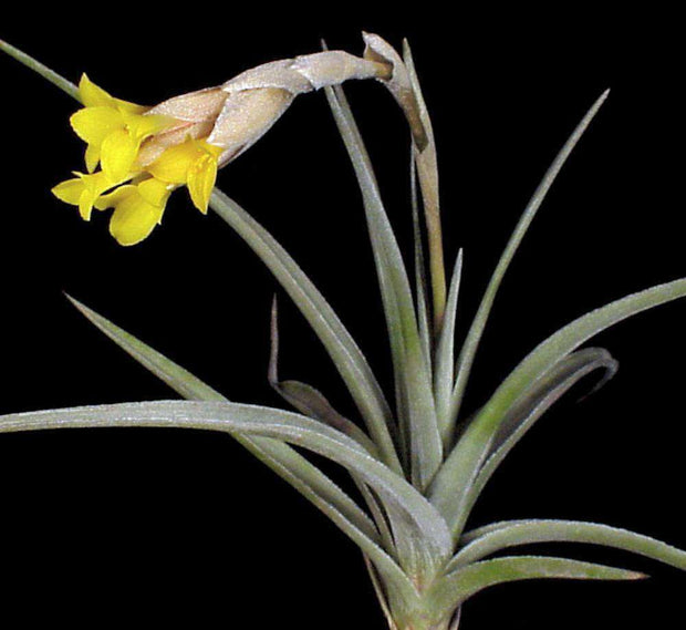 Tillandsia ixioides - Tropiflora