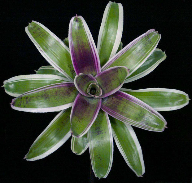 Neoregelia 'Karma' - Tropiflora