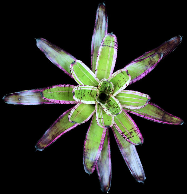 Neoregelia 'Banshee' - Tropiflora
