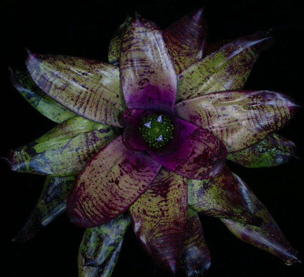 Neoregelia 'Tribute' - Tropiflora