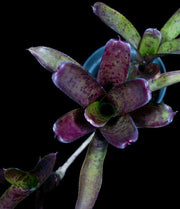Neoregelia 'Royal Flush' x pauciflora - Tropiflora