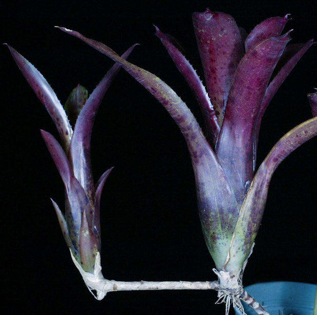 Neoregelia 'Royal Flush' x pauciflora - Tropiflora