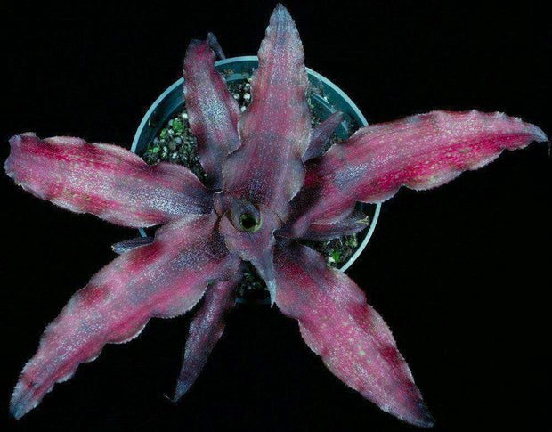 Cryptanthus 'Cauldron' - Tropiflora