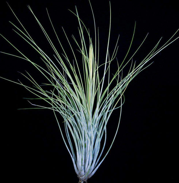 Tillandsia juncea - Tropiflora