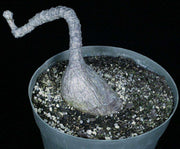 Phyllanthus mirabilis - Tropiflora