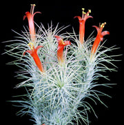 Tillandsia funckiana SEL1975-0090 - Tropiflora