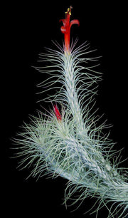 Tillandsia funckiana SEL1975-0090 - Tropiflora