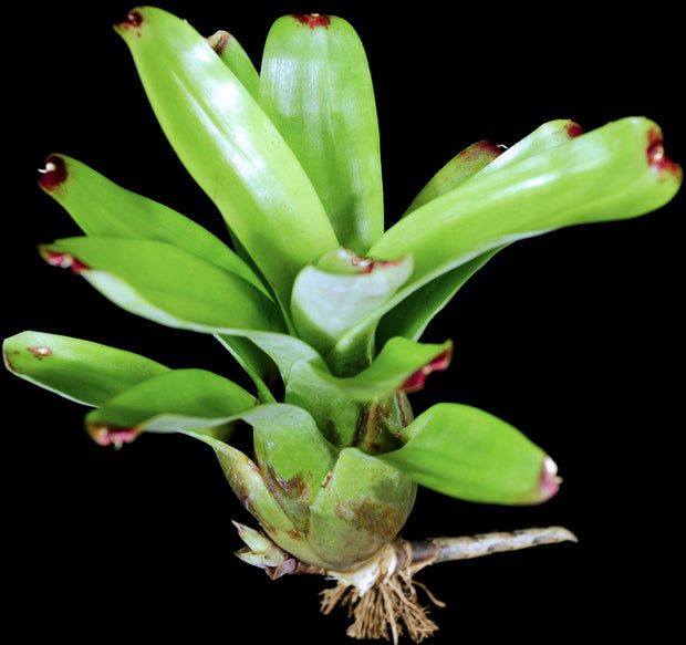 Neoregelia pineliana x eltoniana