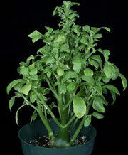 Dorstenia carnulosa - Tropiflora