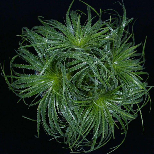 Encholirium horridum - Tropiflora