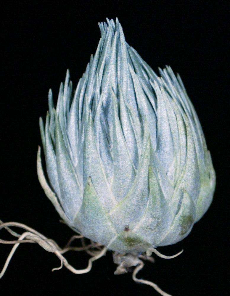 Tillandsia kautskyi – Tropiflora