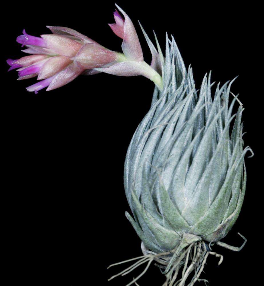 Tillandsia kautskyi – Tropiflora