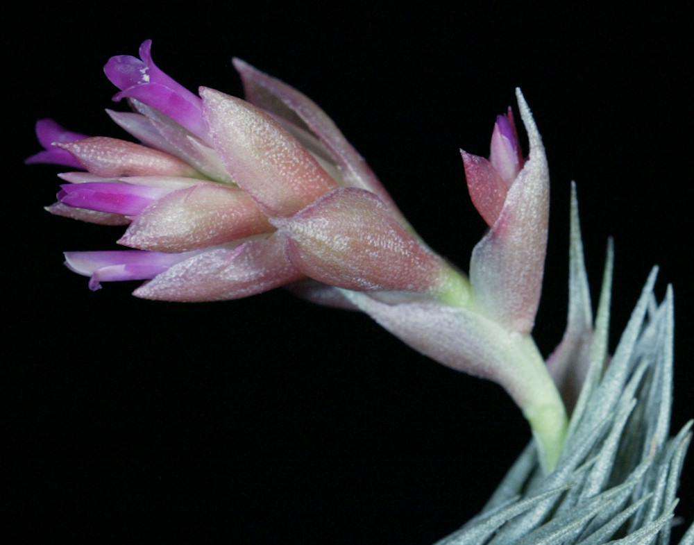 Tropiflora Tillandsia cacticola - Thumbnail 4
