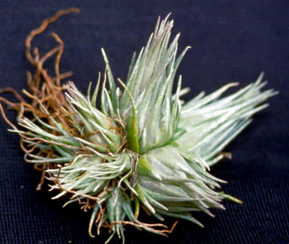 Tillandsia kautskyi – Tropiflora