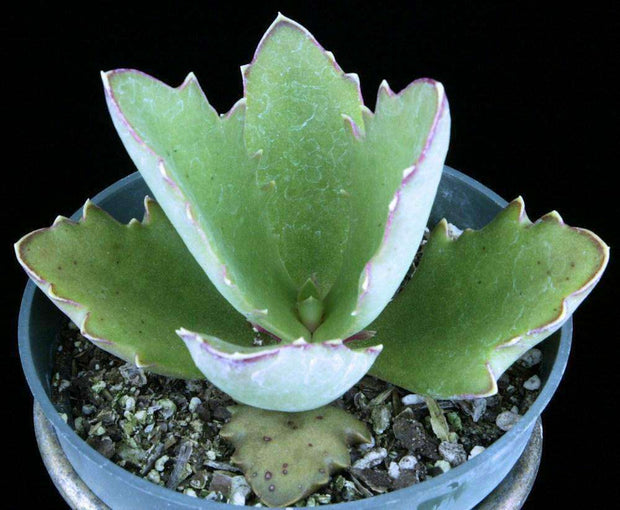 Kalanchoe synsepala nova - Tropiflora