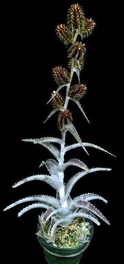 Orthophytum 'Stardust' - Tropiflora