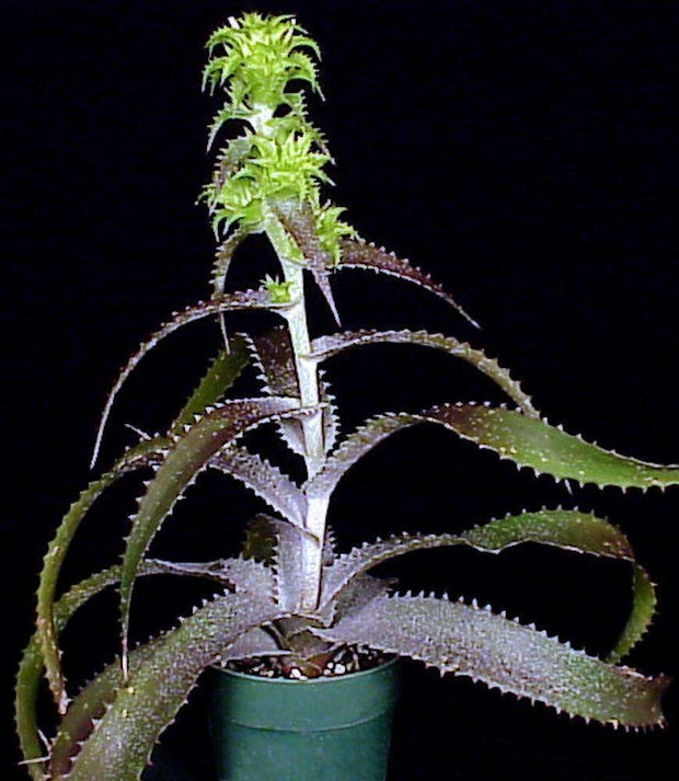 Orthophytum 'Iron Ore' - Tropiflora